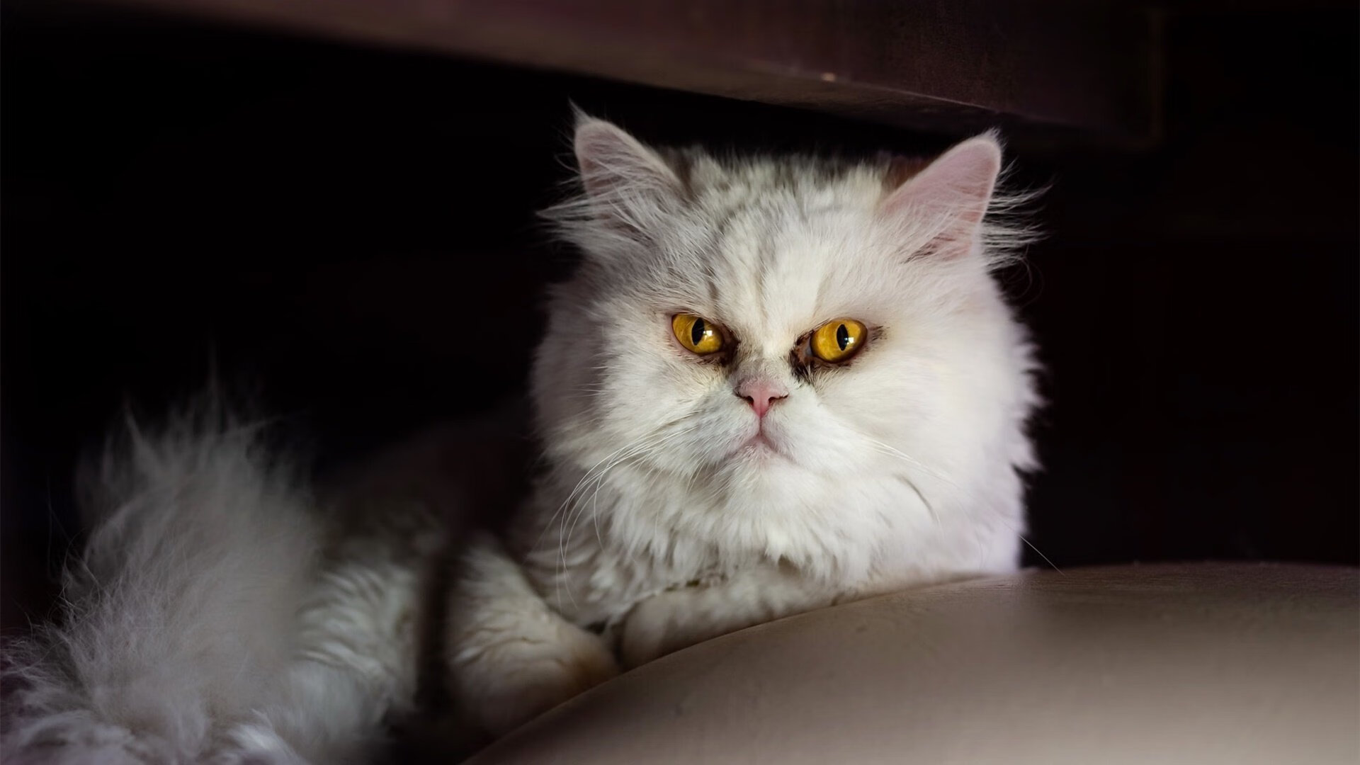 开云体育入口-澳网碾轧总决赛，穆雷印证唯一性