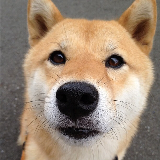 双城记,北京队的绝地反击与利拉德的领袖时刻—篮球世界的平行叙事