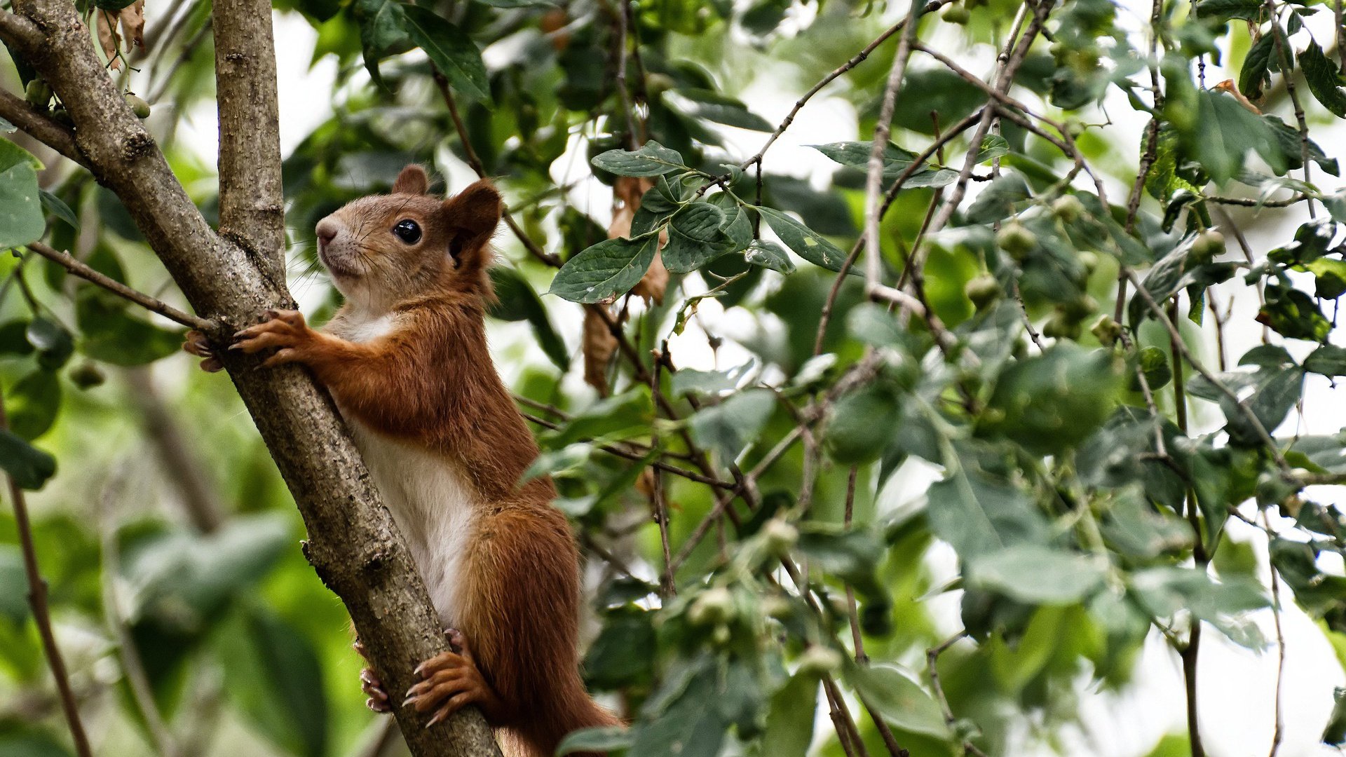骑士风暴席卷鹏城，高诗岩38分冰火交响击穿深圳钢铁防线