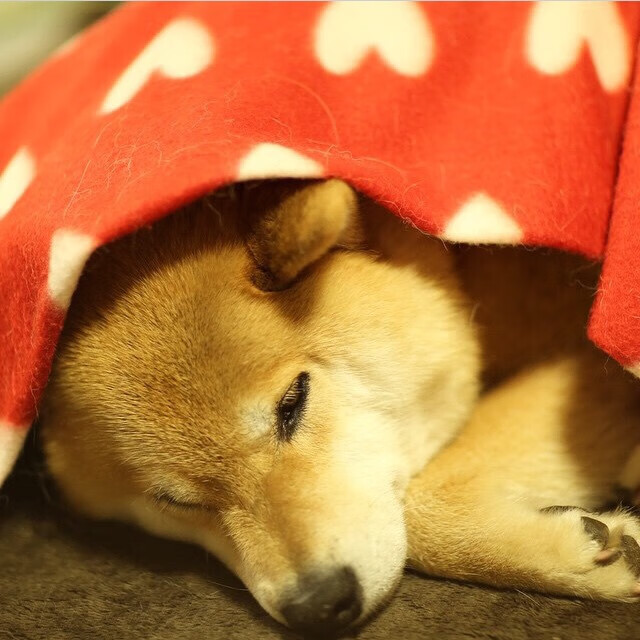 法拉利五车围攻索伯双雄,佩雷兹致命一击改写车坛格局