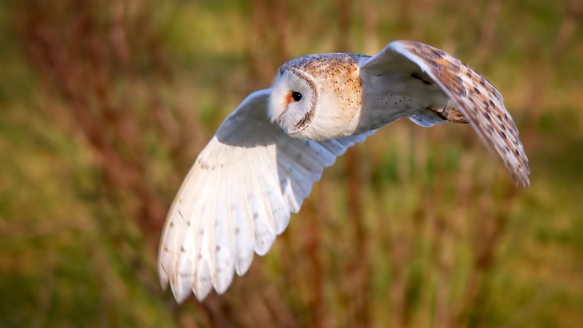 开云体育app-亚特兰大奇迹夜，姆巴佩在摩纳哥的引擎中听见足球的心跳