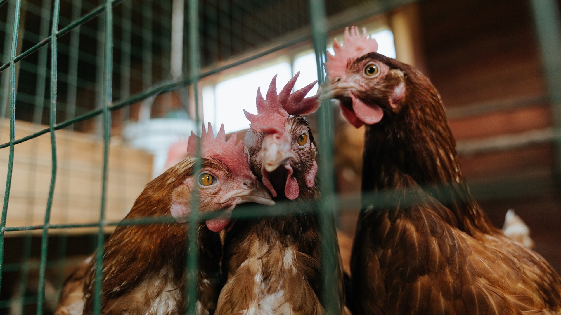 开云体育app-平凡英雄，奇才末节逆转，克莱稳定输出铸造冷门