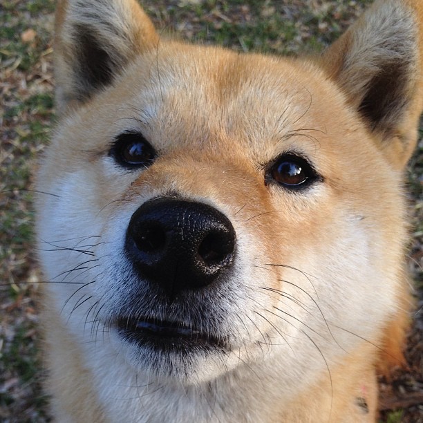 极致创造,锋芒毕露,厄德高如何用魔法般的双脚将尼斯防线肢解