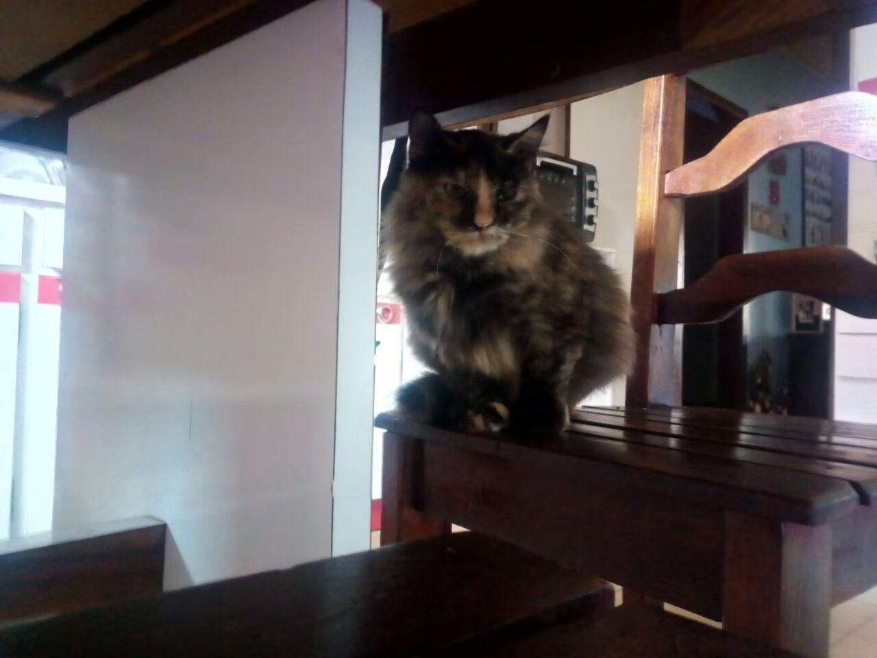 开云体育中国-征服两种赛场，塔图姆F1揭幕战称王，独行侠横扫新疆显霸气