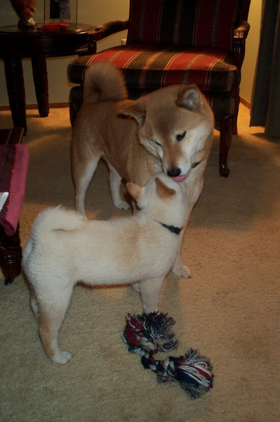 速度与统治，热火如F1赛车般碾压北京队，哈利伯顿街道赛上演绝对接管