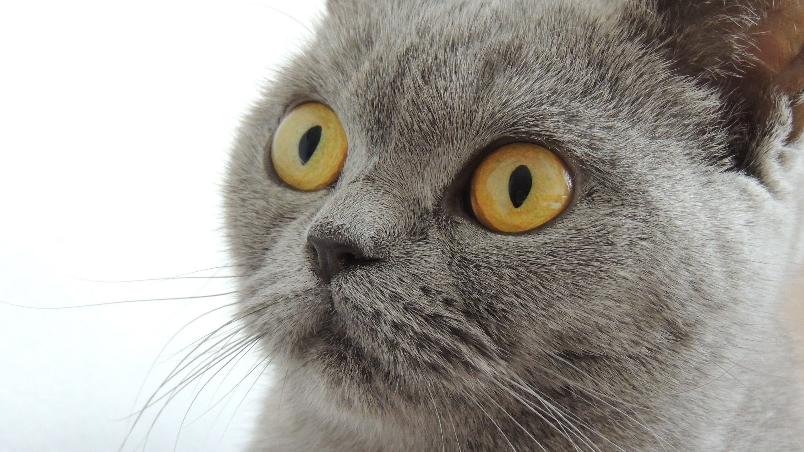 末节之王迪亚斯,洪都拉斯逆袭雷恩的史诗之战