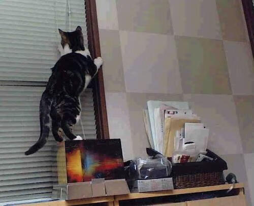 时空交错的双重绝杀,当威尔士的盾遇见弗拉霍维奇的矛